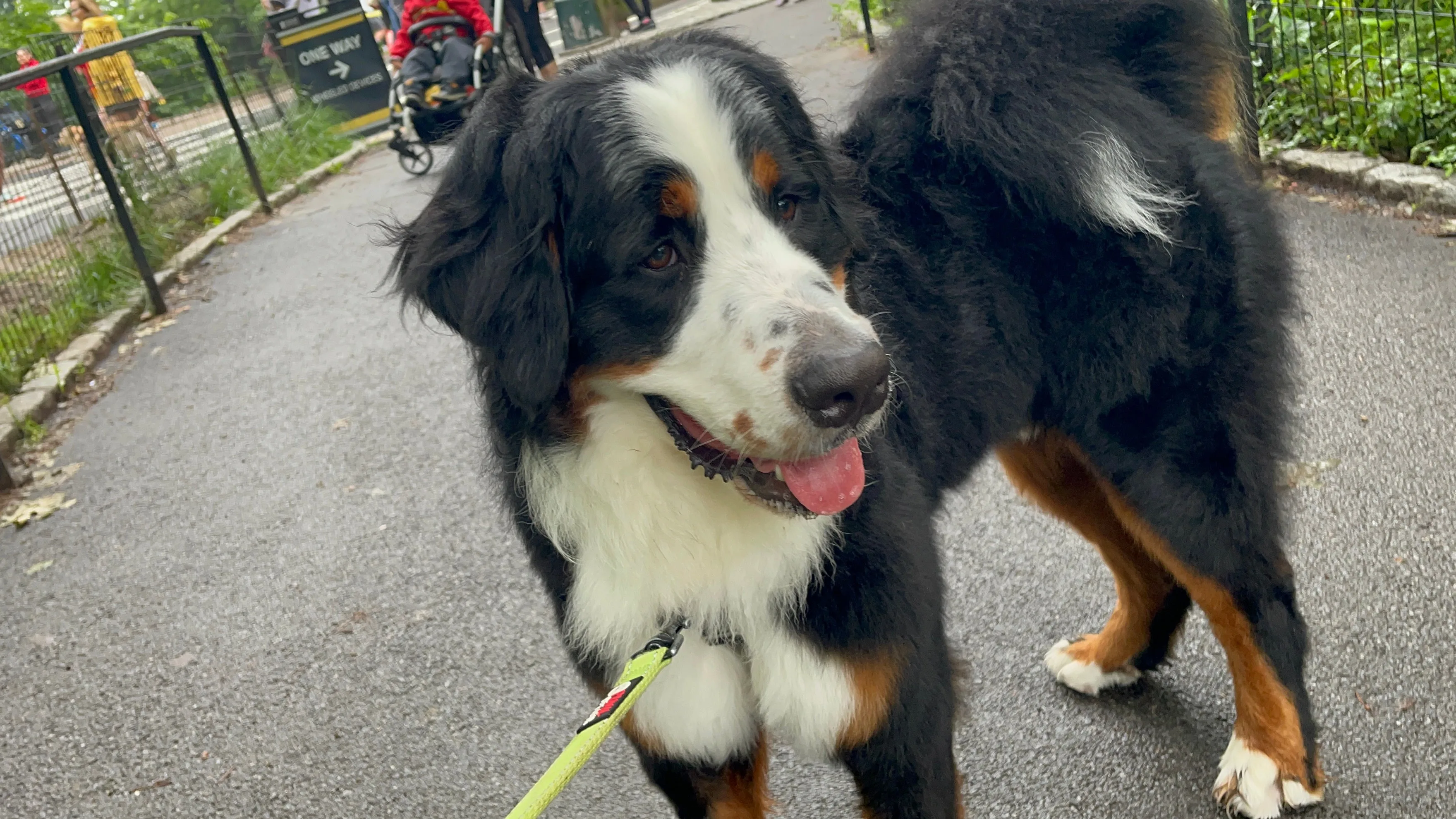 A Bernese mountain dog on a leash at a Manhattan playground, with a one-way sign and stroller visible in the background